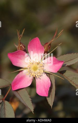 Rosa Glauca mit 5 rosa Blütenblätter Stockfoto