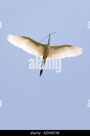 Eine majestätische Silberreiher fliegt hoch in den Himmel tragen einen Zweig hinzufügen zu seinem Nest. Stockfoto