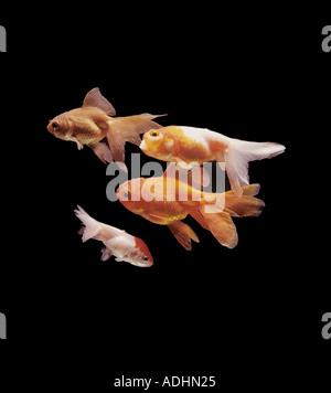 Vielzahl von fancy Goldfish Orandas und Wasser Bubbli Carassius Auratus auratus Stockfoto