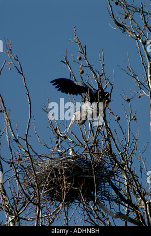 Great Blue Heron nisten in Baum Cuyahoga Falls, Ohio Stockfoto