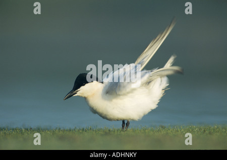 Möwe-billed Tern Sterna Nilotica Erwachsenen putzen Schweißer Wildlife Refuge Sinton Texas USA Juni 2005 Stockfoto