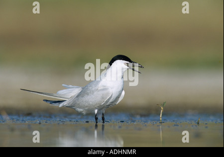 Möwe-billed Tern Sterna Nilotica Erwachsener mit Fisch Schweißer Wildlife Refuge Sinton Texas USA Juni 2005 Stockfoto