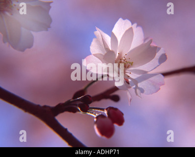 Herbst Higan Kirsche Prumus Subhirtella Autumnalis Rosengewächse Flora Garten Gartenarbeit Stockfoto