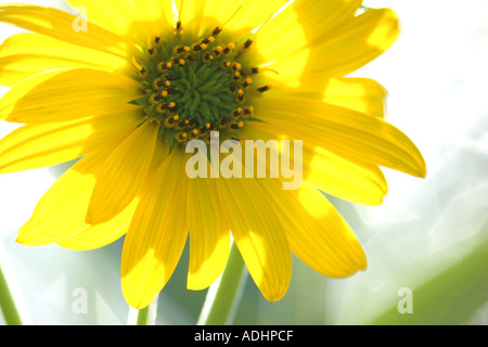 falsche Sonnenblume Heliopsis helianthoides Stockfoto