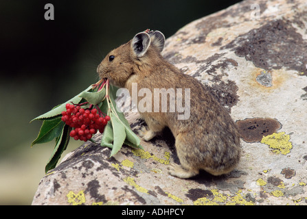 Pika Ochotona Princeps Colorado Speichern von Vegetation, im Winter als Nahrung genutzt werden Stockfoto