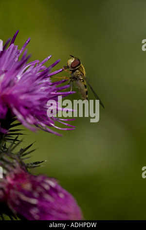 Carder Bee (Bombus Spp) A Typ der Hummel - wahrscheinlich Bombus Pascuorum - England UK - sammeln von Nektar und pollen Stockfoto