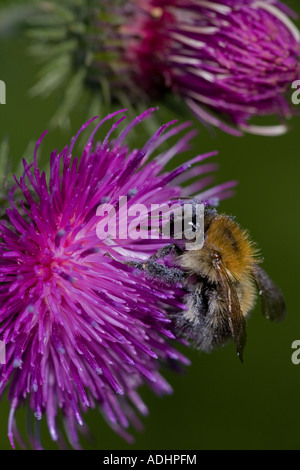 Carder Bee (Bombus Spp) A Typ der Hummel - wahrscheinlich Bombus Pascuorum - England UK - sammeln von Nektar und pollen Stockfoto