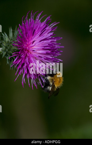 Carder Bee (Bombus Spp) A Typ der Hummel - wahrscheinlich Bombus Pascuorum - England UK - sammeln von Nektar und pollen Stockfoto