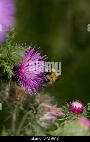 Carder Bee (Bombus Spp) A Typ der Hummel - wahrscheinlich Bombus Pascuorum - England UK - sammeln von Nektar und pollen Stockfoto