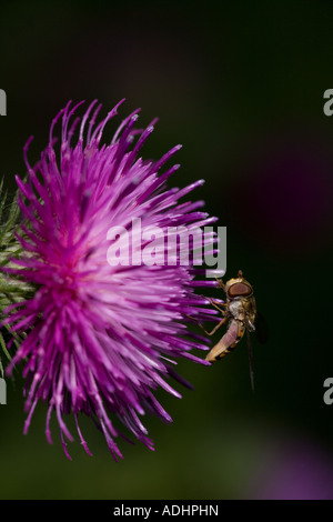 Carder Bee (Bombus Spp) A Typ der Hummel - wahrscheinlich Bombus Pascuorum - England UK - sammeln von Nektar und pollen Stockfoto