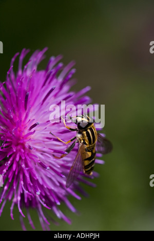 Carder Bee (Bombus Spp) A Typ der Hummel - wahrscheinlich Bombus Pascuorum - England UK - sammeln von Nektar und pollen Stockfoto