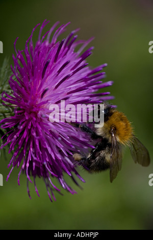 Carder Bee (Bombus Spp) A Typ der Hummel - wahrscheinlich Bombus Pascuorum - England UK - sammeln von Nektar und pollen Stockfoto