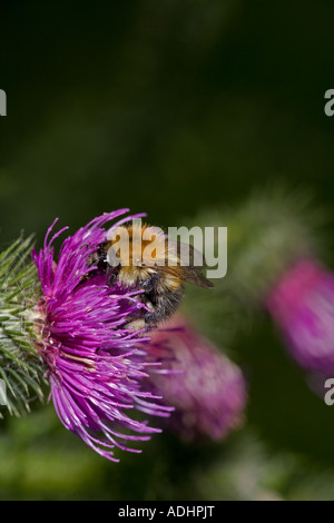 Carder Bee (Bombus Spp) A Typ der Hummel - wahrscheinlich Bombus Pascuorum - England UK - sammeln von Nektar und pollen Stockfoto