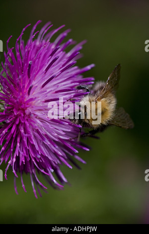 Carder Bee (Bombus Spp) A Typ der Hummel - wahrscheinlich Bombus Pascuorum - England UK - sammeln von Nektar und pollen Stockfoto