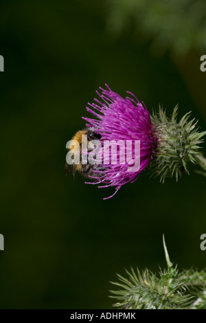 Carder Bee (Bombus Spp) A Typ der Hummel - wahrscheinlich Bombus Pascuorum - England UK - sammeln von Nektar und pollen Stockfoto