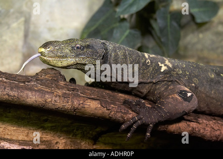 Ein Komodowaran Stockfoto