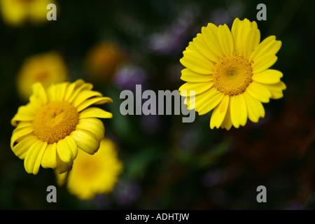 Gelben Blüten der Kamille Stockfoto