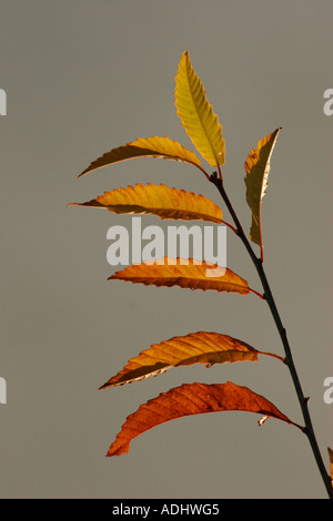 Sweet Chestnut Castanea Sativa verlässt gegen einfarbigen Hintergrund Stockfoto