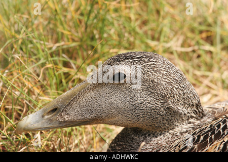 Enge, Kopf Schuss von weiblichen Eiderente Somateria mollissima Stockfoto