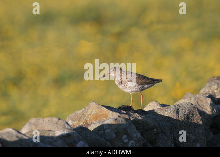 Red Schaft Tringa Totanus auf trockenen Steinmauer mit einem Feld Butterblumen als Kulisse Stockfoto