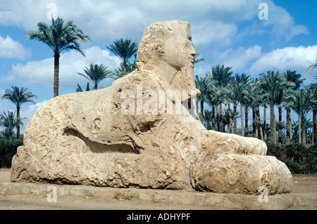 Ägypten-Memphis in der Nähe von Kairo die Alabaster Sphinx etwa 3000 Jahre alt Stockfoto