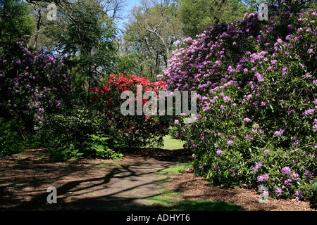 Isabella Plantation im Zentrum von Richmond Park in London England Stockfoto