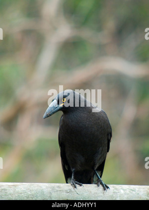 Ein Strepera Fuliginosa Tasmanische Pied Currawong Stockfoto