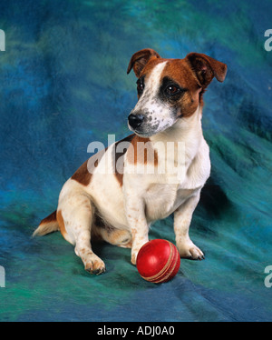 Jack-Russell-Terrier mit Cricketball Stockfoto