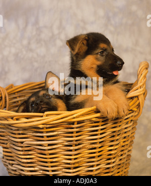Deutscher Schäferhund Welpe Stockfoto