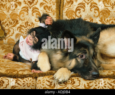 Deutscher Schäferhund und Baby Schimpanse Stockfoto