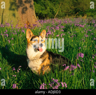 Pembroke Welsh Corgi Porträt mit Blauglocken im Wald Stockfoto