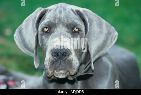 Deutsche Dogge Welpen im Alter von 14 Wochen Stockfoto
