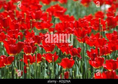 brillante rote Tulpen im Schaugarten Stockfoto