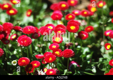 Rote Rebsorte der Schaltfläche Chrysantheme wissenschaftlichen Namen Chrysanthemum Morifolium Familie Asteraceae Herkunft China Japan Stockfoto