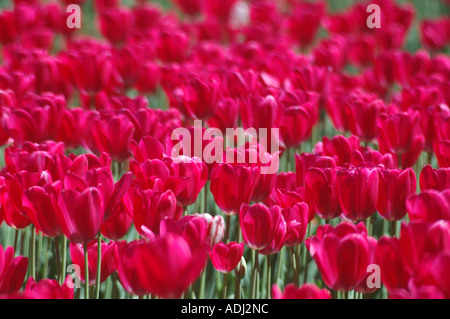 brillante rote Tulpen im Schaugarten Stockfoto