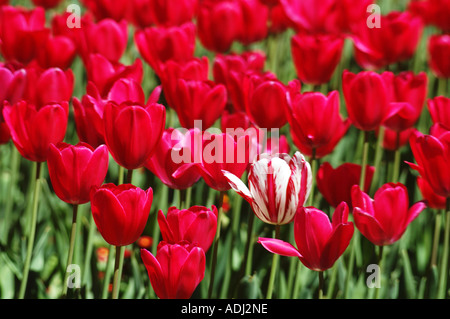 brillante rote Tulpen im Schaugarten Stockfoto