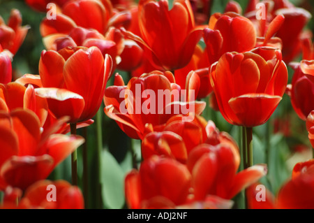 brillante rote Tulpen im Schaugarten Stockfoto