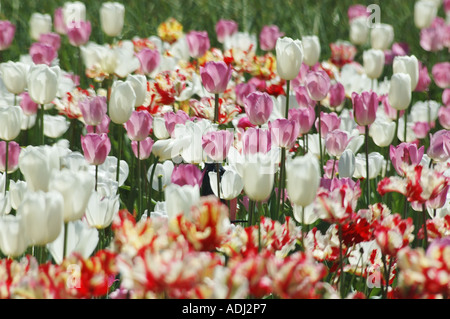 Meer aus rosa und weißen Tulpen im Schaugarten Stockfoto