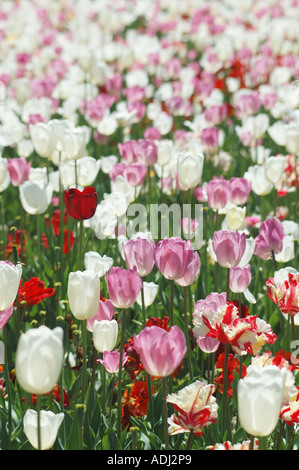 Meer aus rosa und weißen Tulpen im Schaugarten Stockfoto