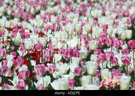 Meer aus rosa und weißen Tulpen im Schaugarten Stockfoto