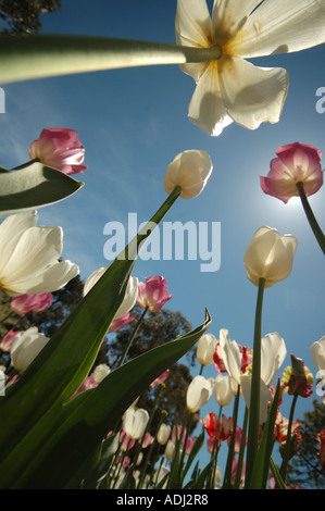 Würmer Augen-Blick auf eine Tulpe Garten Stockfoto