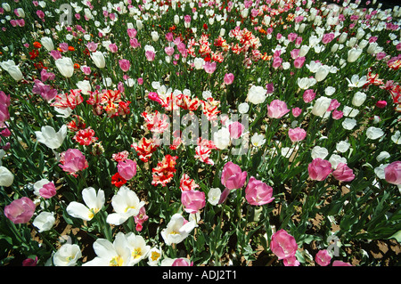 Meer aus rosa und weißen Tulpen im Schaugarten Stockfoto