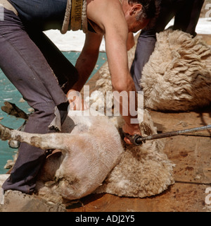 Schafe scheren Wiltshire Stockfoto