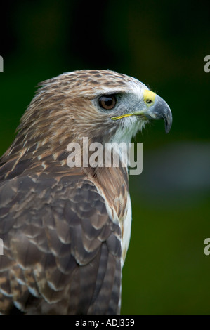 Red Tailed Hawk Buteo Jamaicensis stammte aus Nordamerika Central Alaska und Kanada Stockfoto