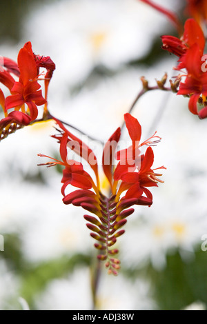 Crocosmia Lucifer Blumen in einem englischen Garten vor dem Hintergrund der White daisy Stockfoto