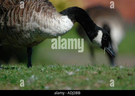 Kanada-Gans Fütterung auf Stadt Rasen - Branta canadensis Stockfoto