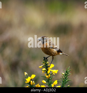 Schwarzkehlchen Henne Saxicola Torquata Stockfoto