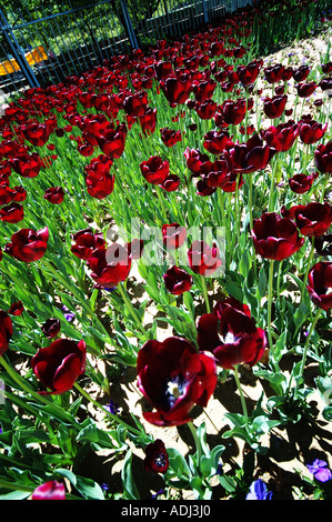 roter Burgunder dunkle Tulpen auf grünem Hintergrund Schaugarten Stockfoto