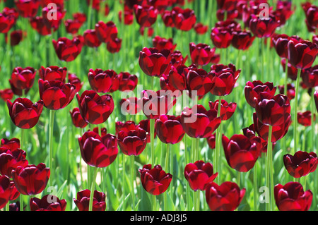 roter Burgunder dunkle Tulpen auf grünem Hintergrund Schaugarten Stockfoto