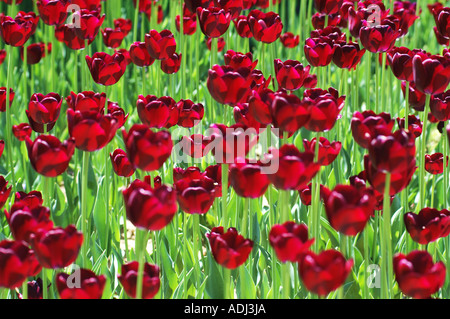 roter Burgunder dunkle Tulpen auf grünem Hintergrund Schaugarten Stockfoto